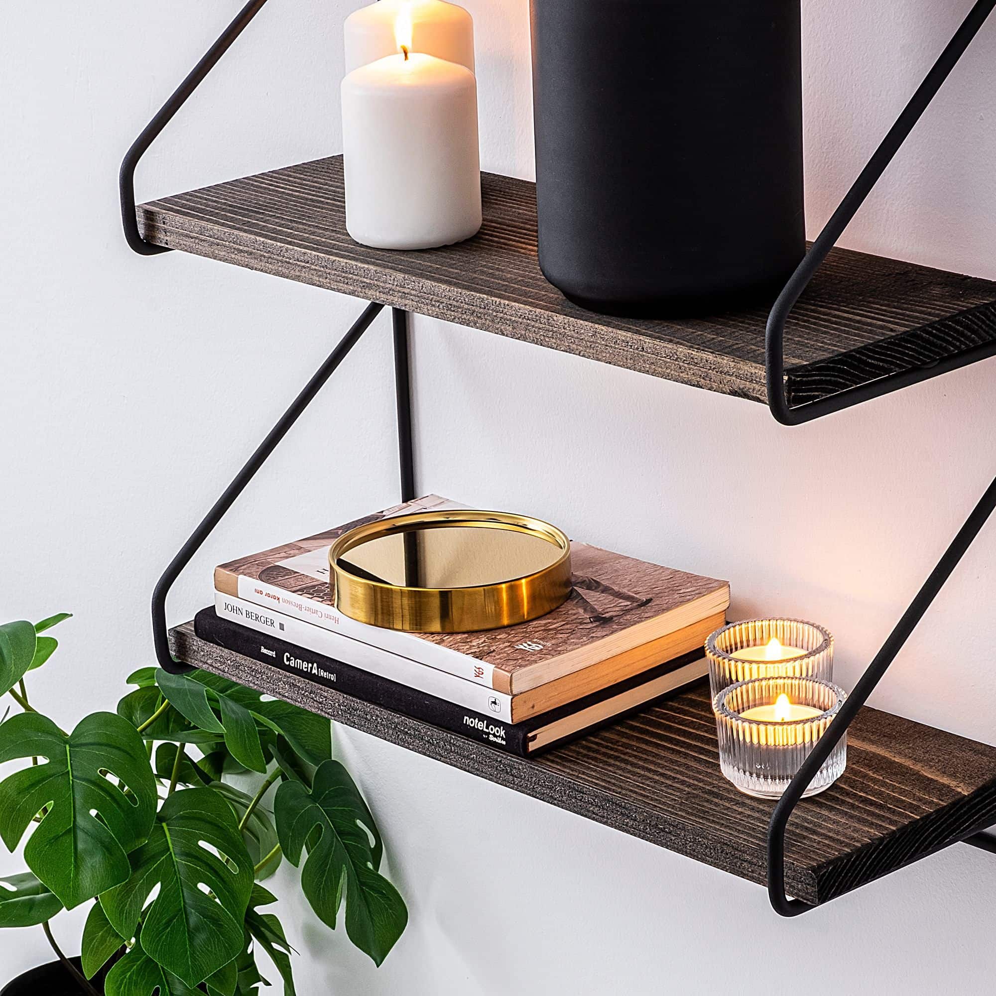 Violaceae - Wandregal Violaceae - Wandregal